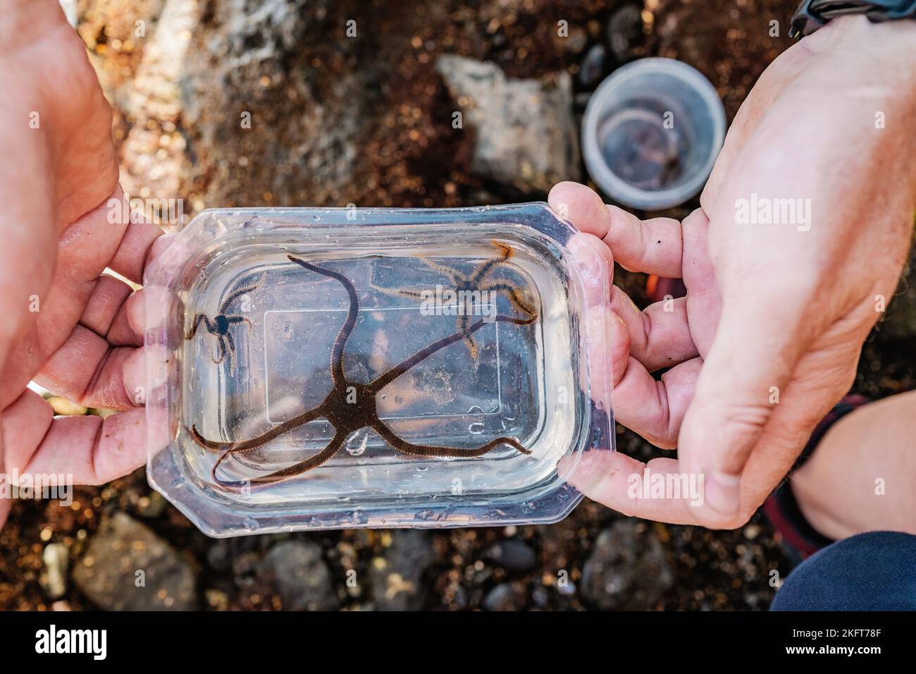 From above faceless male naturalist holding transparent plastic container with water and caught marine serpent star of black color Stock Photo