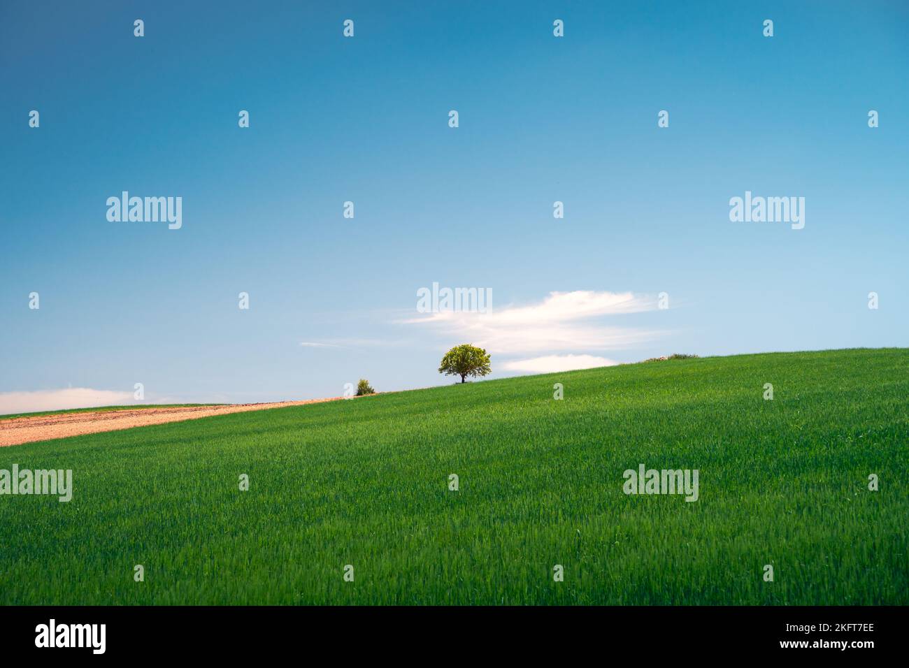 Picturesque landscape of green meadow with tree under bright blue sky ...