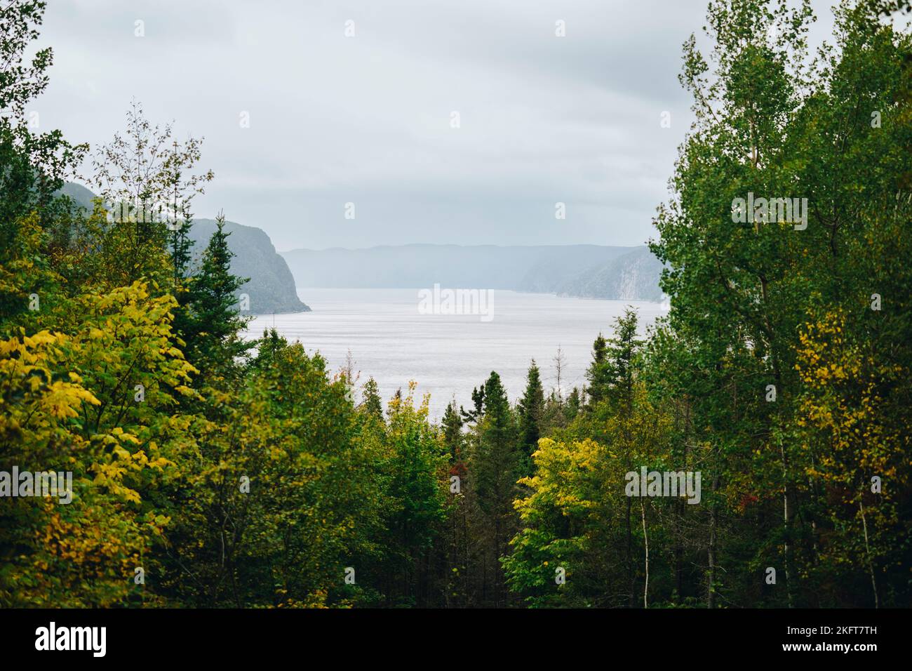 Tall trees with green foliage growing in Canada forest Stock Photo Alamy