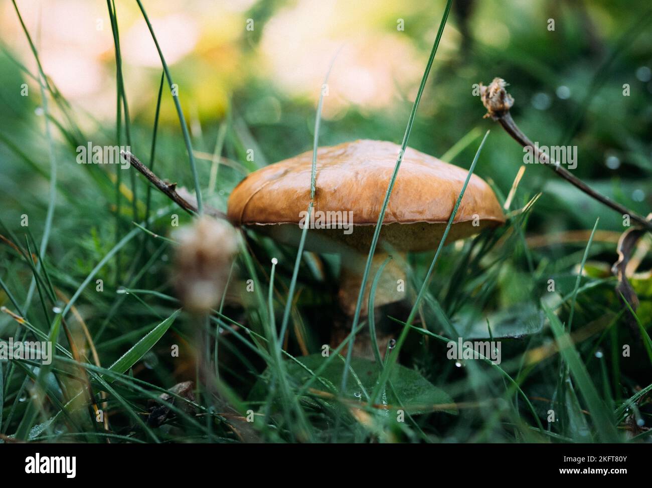 Closeup fresh suillus granulatus mushroom growing amidst wet grass in summer morning in woodland Stock Photo