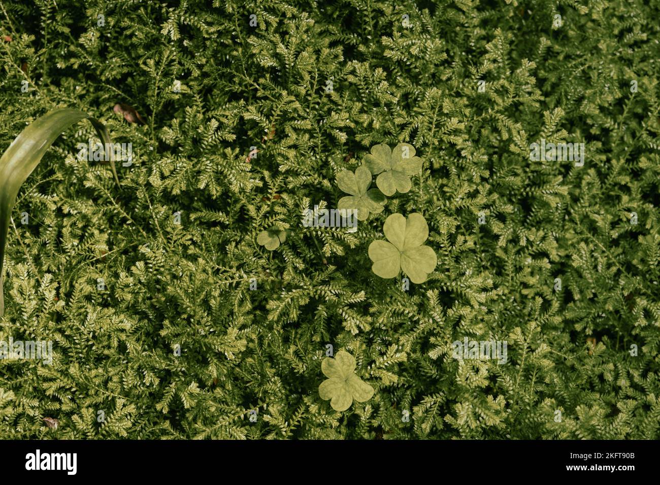 Top view full frame background of selaginella kraussiana plant with clover leaves growing on summer day in nature Stock Photo
