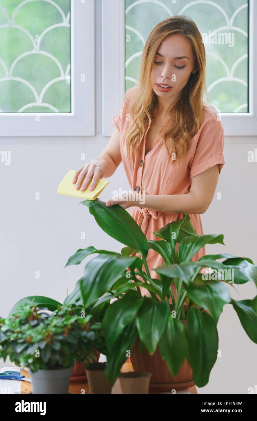 Young focused female in dress smiling while gently wiping green leaves of potted plants at home Stock Photo