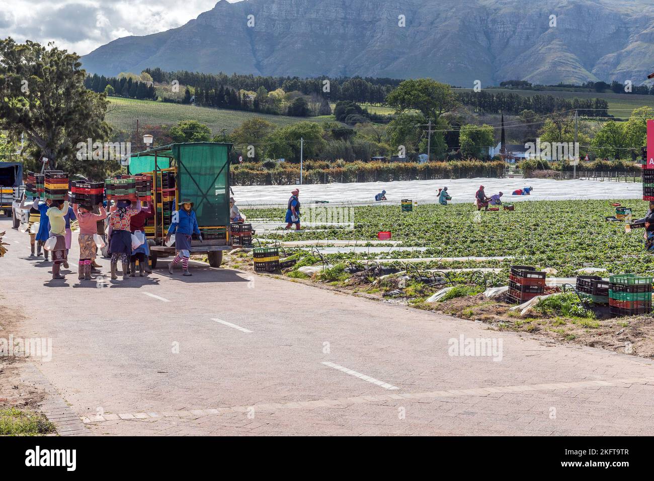 Stellenbosch, South Africa - Sep 19, 2022: Farm workers harvesting strawberries at Mooiberge Farm Stall near Stellenbosch in the Western Cape Province Stock Photo