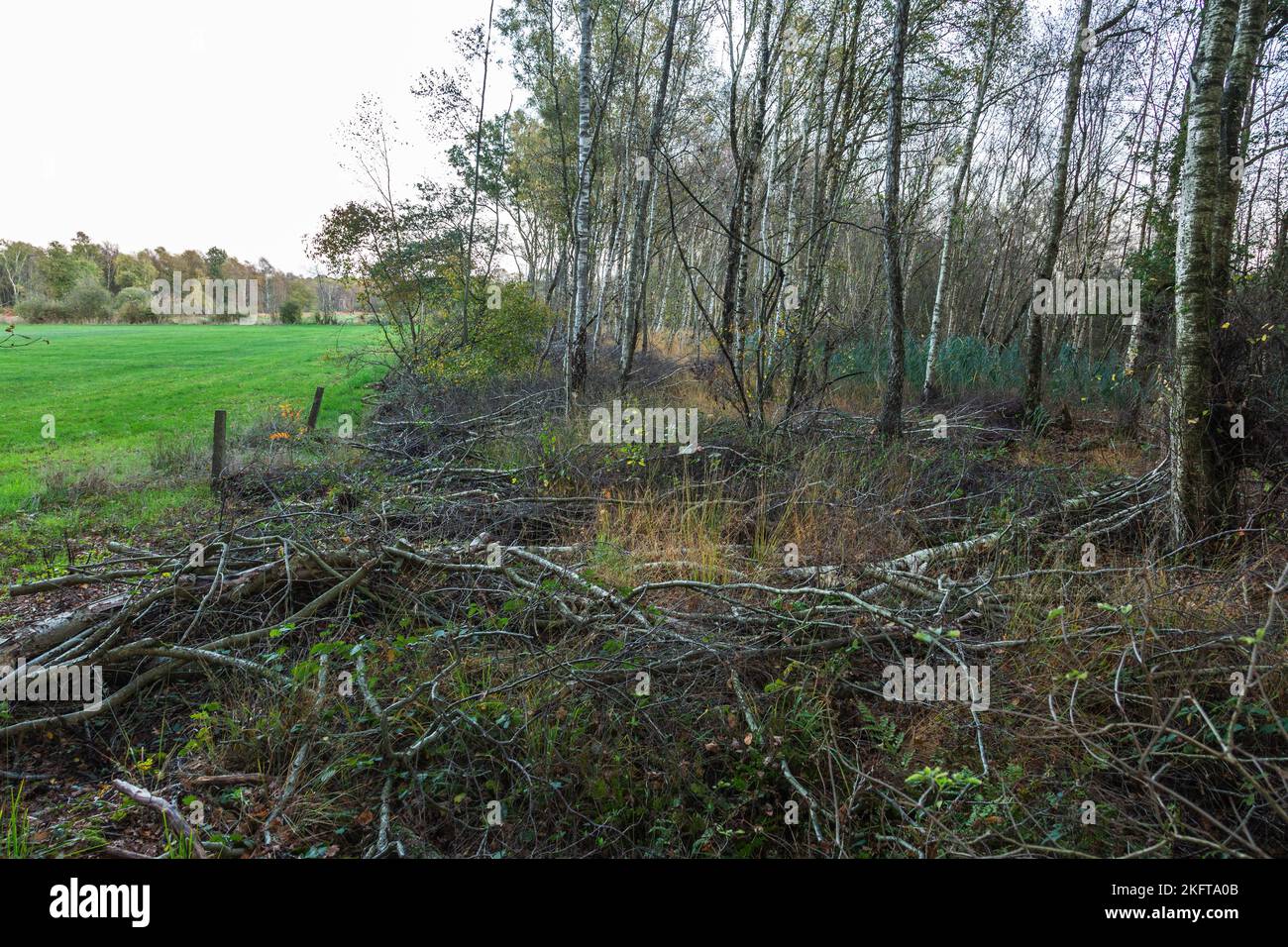 Germany, Vreden, Berkel, Westmuensterland, Muensterland, Westphalia, North Rhine-Westphalia, NRW, Vreden-Zwillbrock, Zwillbrock Fens, arisen from a hill moor, nature conservation area, landscape, birches, grasses, evening mood Stock Photo