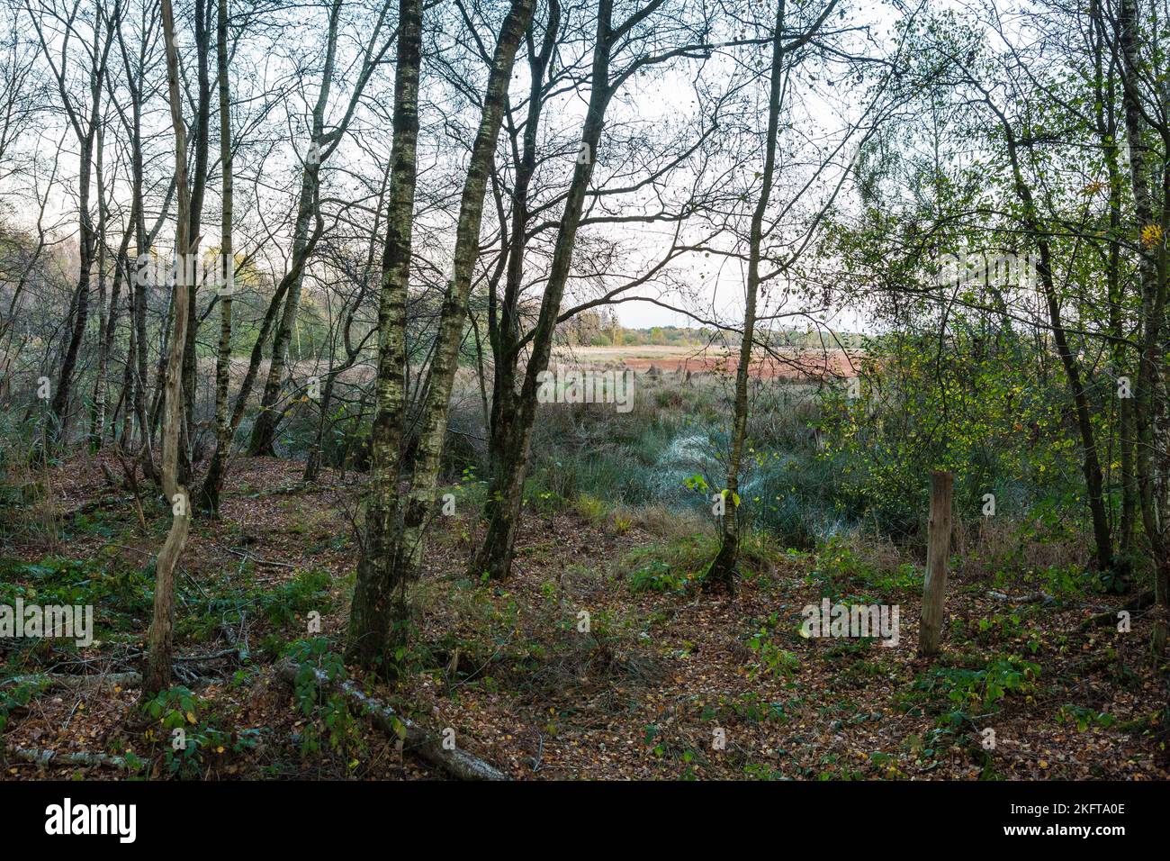 Germany, Vreden, Berkel, Westmuensterland, Muensterland, Westphalia, North Rhine-Westphalia, NRW, Vreden-Zwillbrock, Zwillbrock Fens, arisen from a hill moor, nature conservation area, landscape, birches, grasses, evening mood Stock Photo