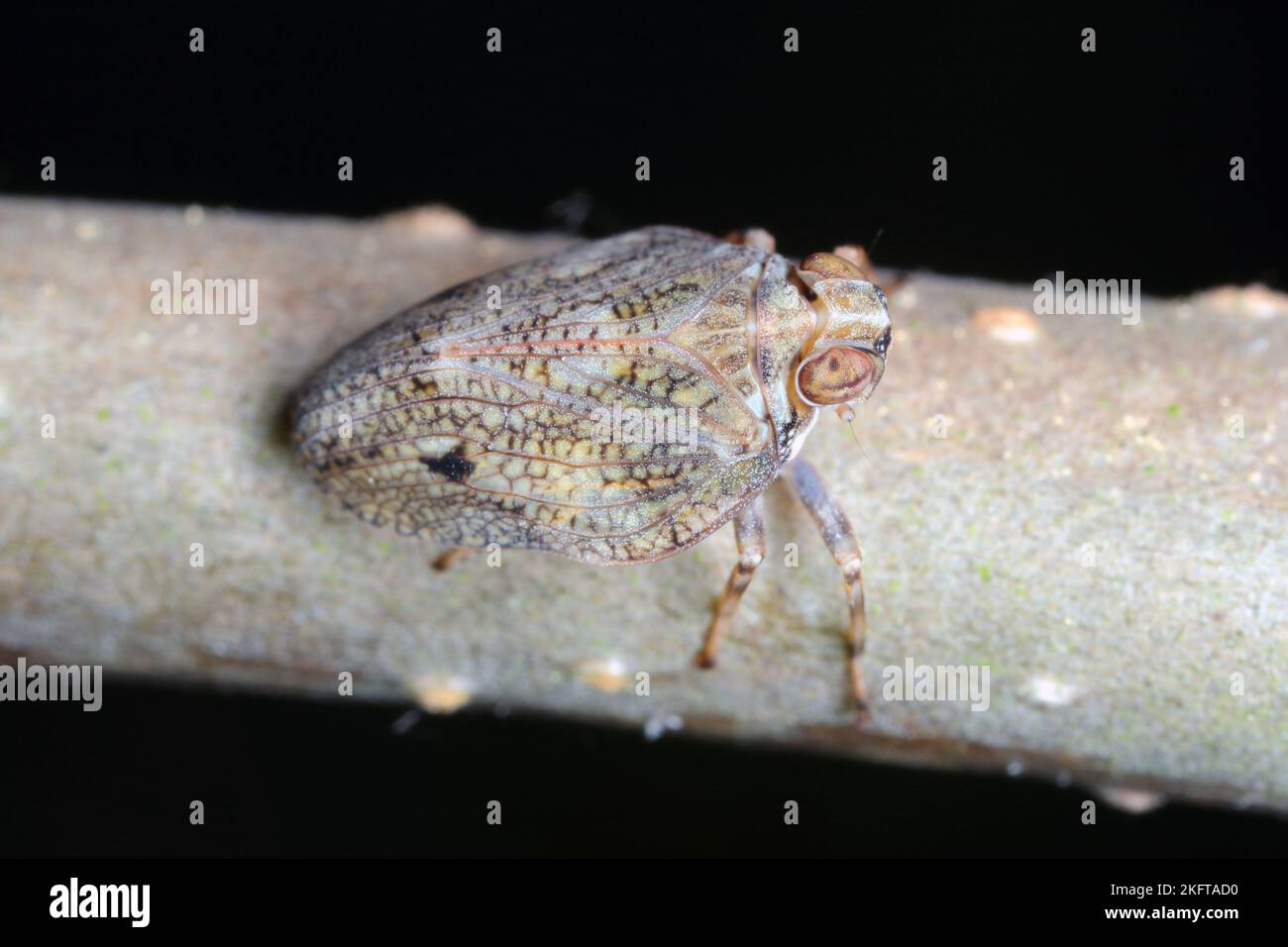 Issid planthopper, Froghopper (Issus coleoptratus) sitting on a branch. Stock Photo