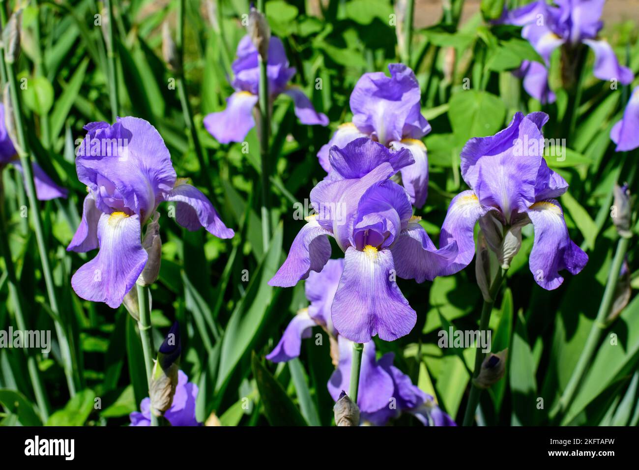 Close up of blue iris flowers on green, in a sunny spring garden, beautiful outdoor floral background photographed with soft focus Stock Photo