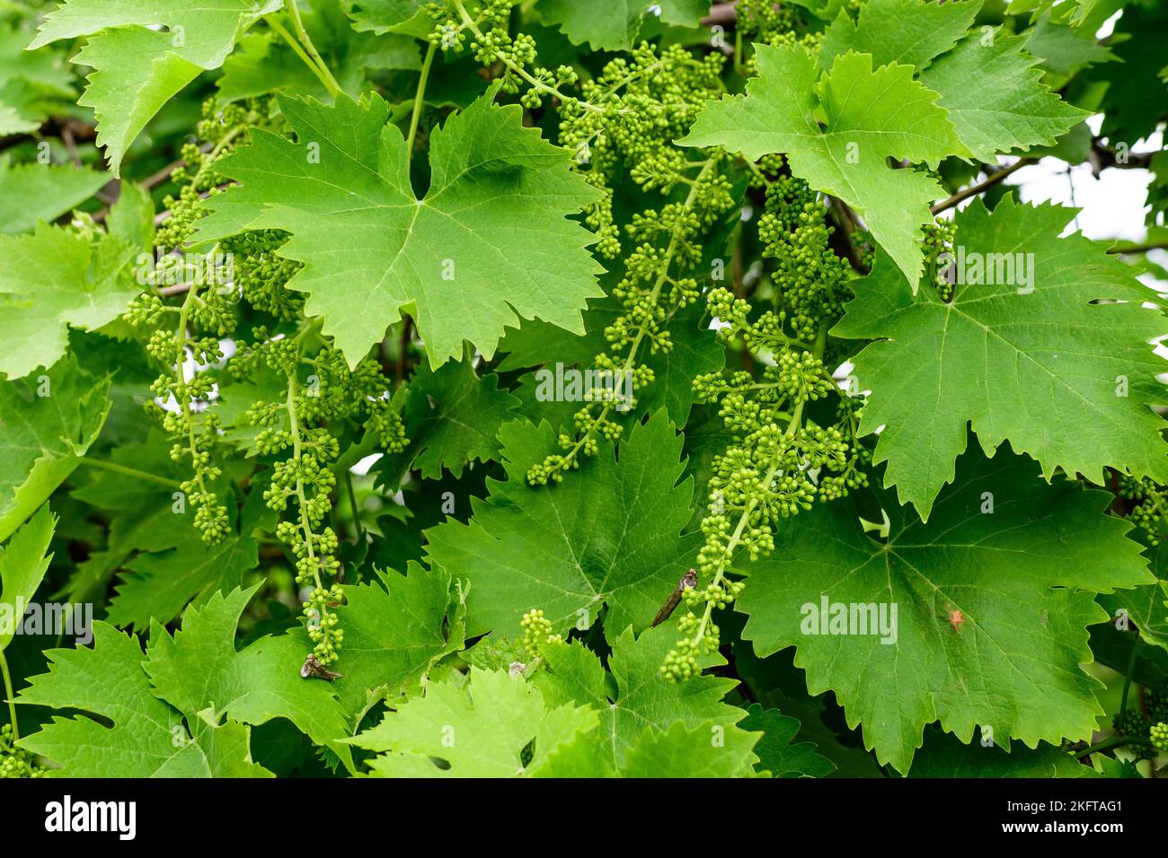 Delicate small fruits and green leaves of grape vine in a sunny summer garden, beautiful outdoor monochrome background photographed with selective foc Stock Photo