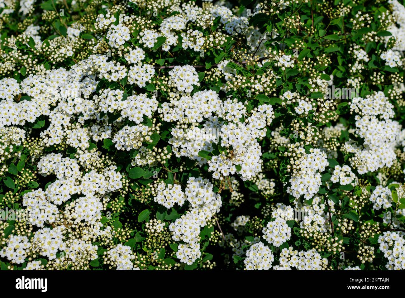 Close up of large branch with delicate white flowers of Spiraea nipponica Snowmound shrub in full bloom and a small Green June Bug, beautiful outdoor Stock Photo