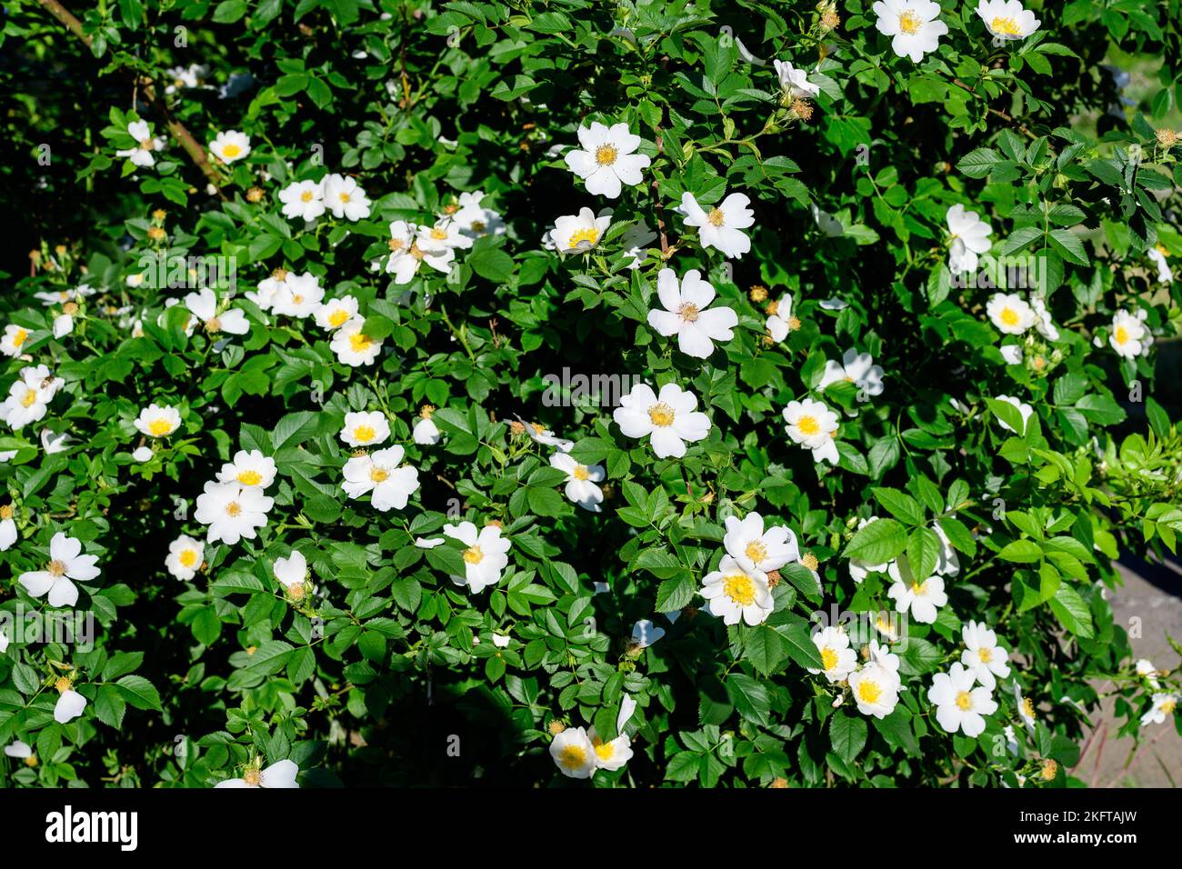 Large bush with delicate light pink and white Rosa Canina wild flowers in full bloom and green leaves, near a forest, in a sunny summer day Stock Photo