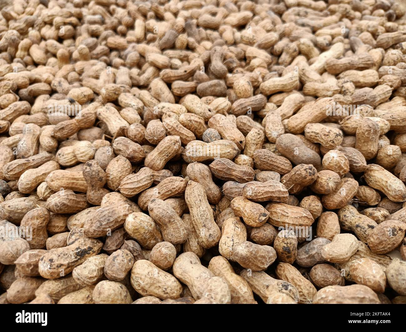 Peanut, groundnut, monkey nut, nut, golden brown colour seeds pods