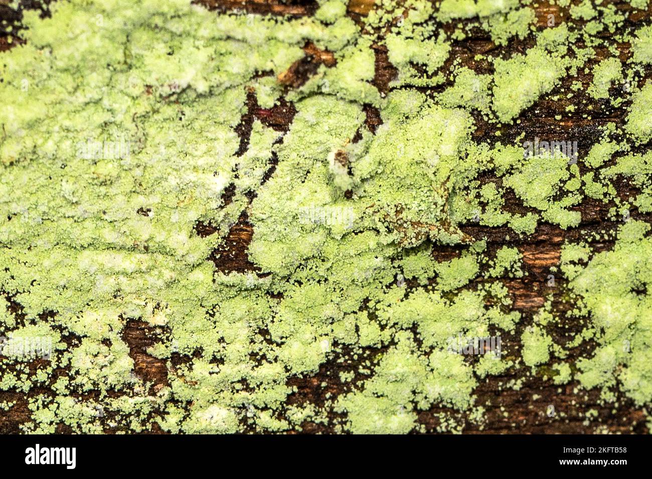 Dust lichen , Lepraria incana, Thornecombe Woods, Dorchester, Dorset, UK Stock Photo