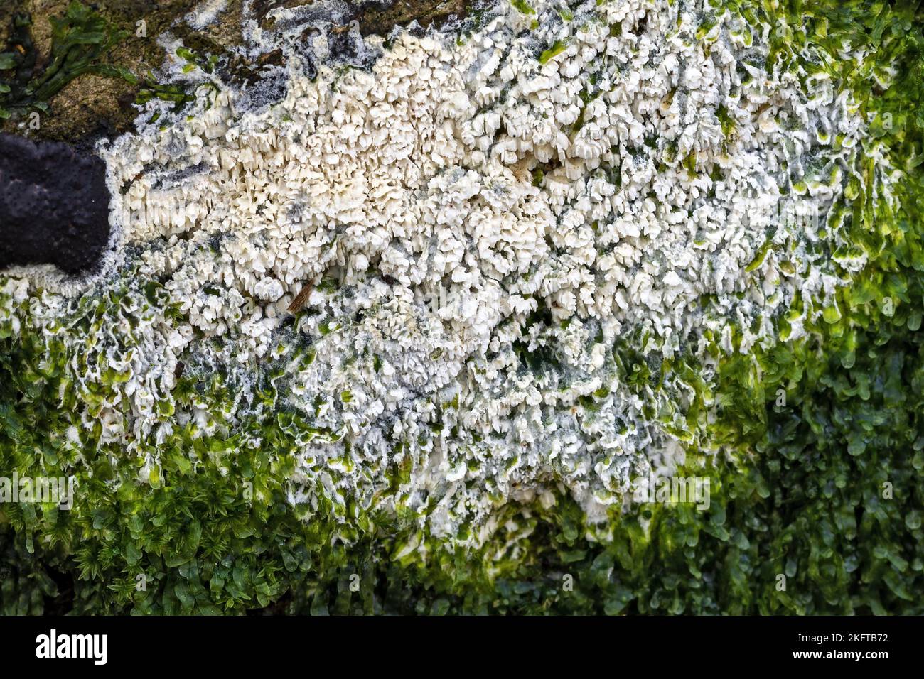 Split porecrust , Schizopora paradoxa, Thornecombe Woods, Dorchester, Dorset, UK. Not edible Stock Photo