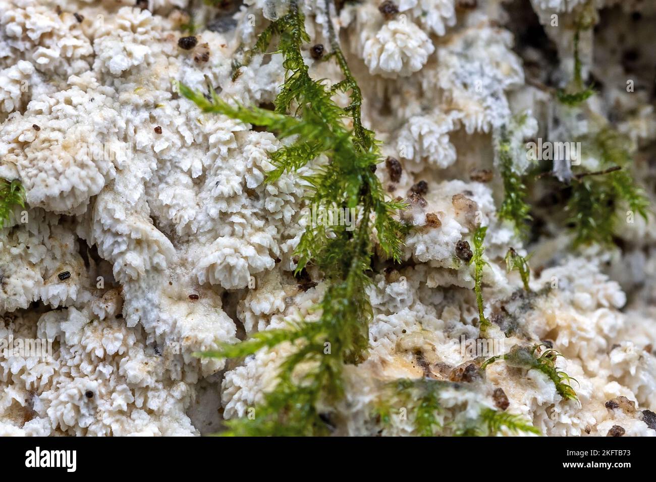 Split porecrust , Schizopora paradoxa, & Common Feather-moss, Kindbergia praelonga, Thornecombe Woods, Dorchester, Dorset, UK. Not edible Stock Photo
