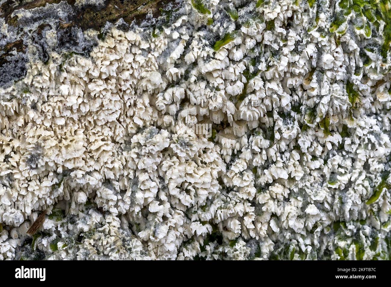 Split porecrust , Schizopora paradoxa, Thornecombe Woods, Dorchester, Dorset, UK. Not edible Stock Photo