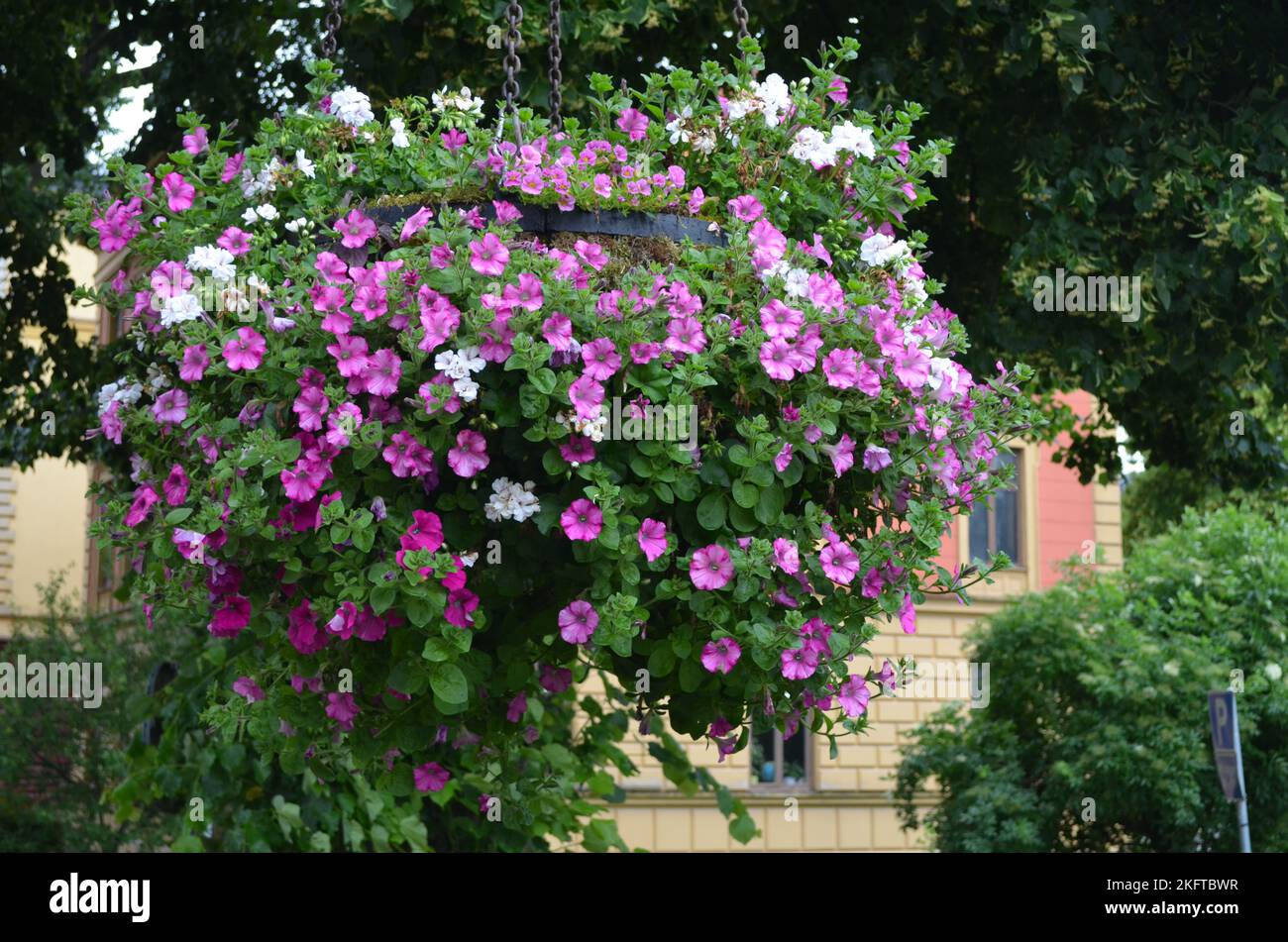 Large group of Petunia axillaris light white and pink flowers in a pot, with blurred background in a garden in a sunny spring day Stock Photo