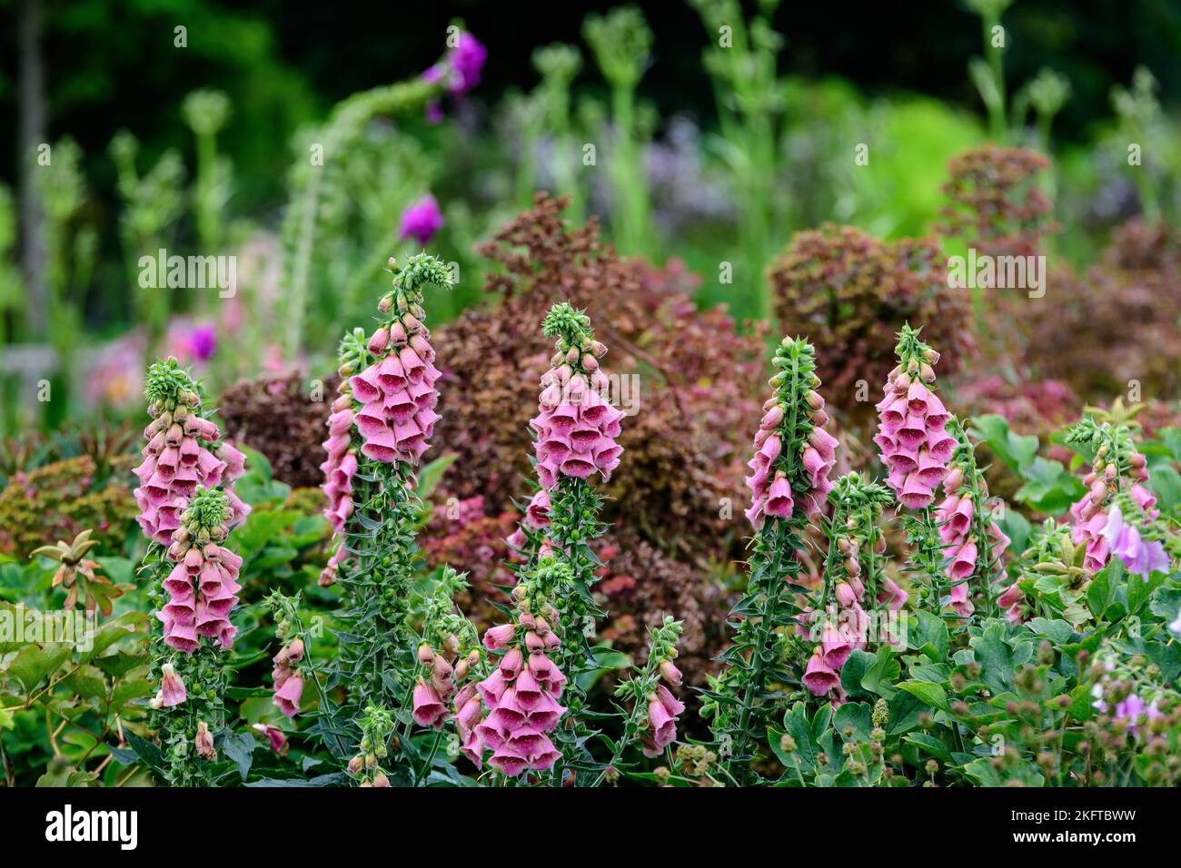 Vivid pink flowers of Digitalis plant, commonly known as foxgloves, in full bloom and green grass in a sunny spring garden, beautiful outdoor floral b Stock Photo