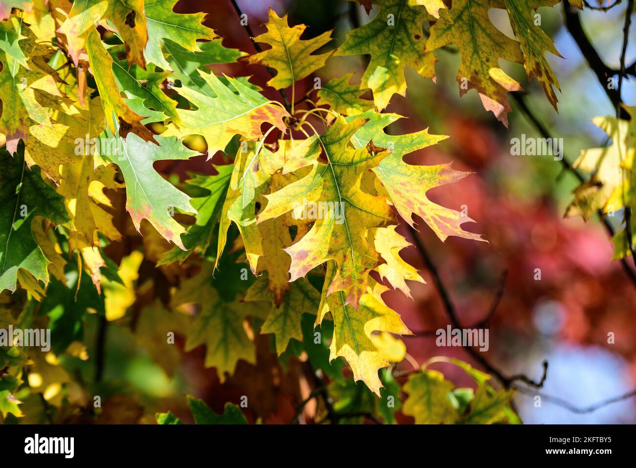 Minimalist monochrome background with many large yellow and green leaves on tree branches  in a garden in a sunny autumn day Stock Photo