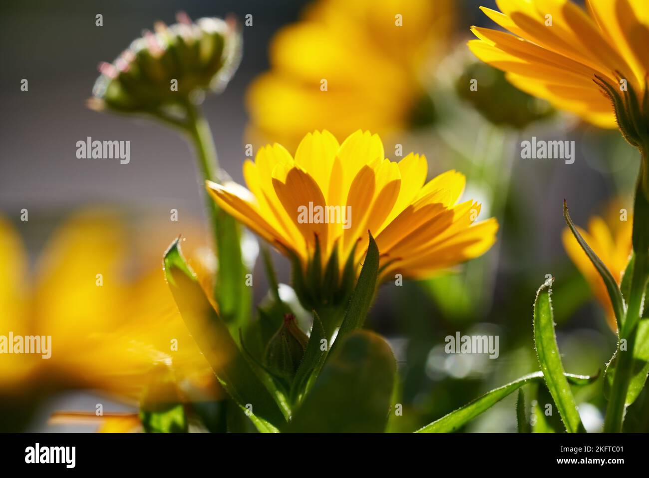 Fresh calendula officinalis flower growing outdoors. Medicinal plant