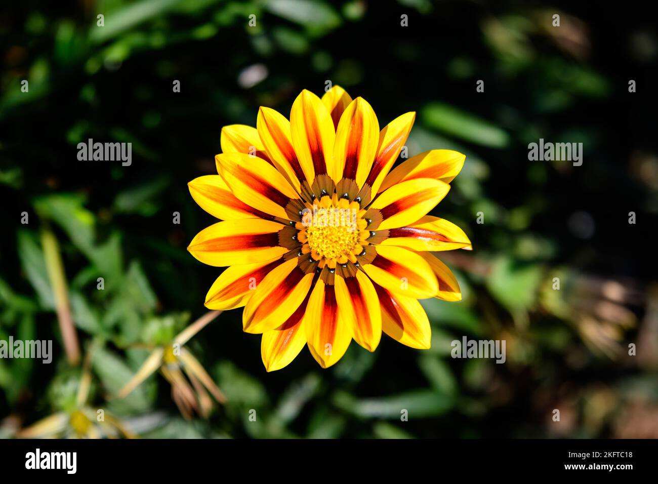 Top view of one vivid yellow and orange gazania flower and blurred green leaves in soft focus, in a garden in a sunny summer day, beautiful outdoor fl Stock Photo