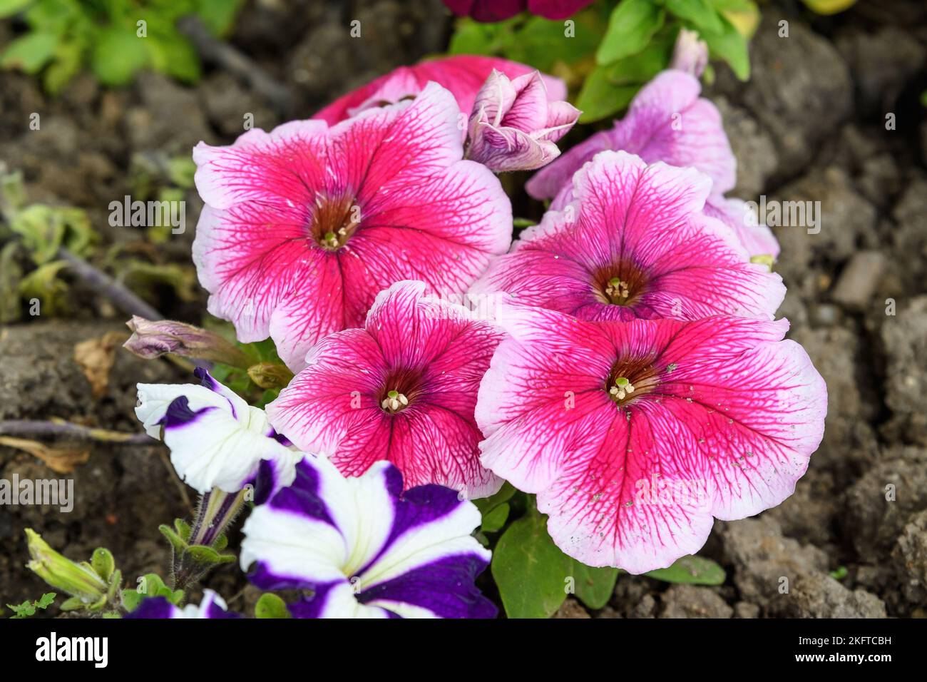 Large group of Petunia axillaris light white and pink flowers in a pot, with blurred background in a garden in a sunny spring day Stock Photo