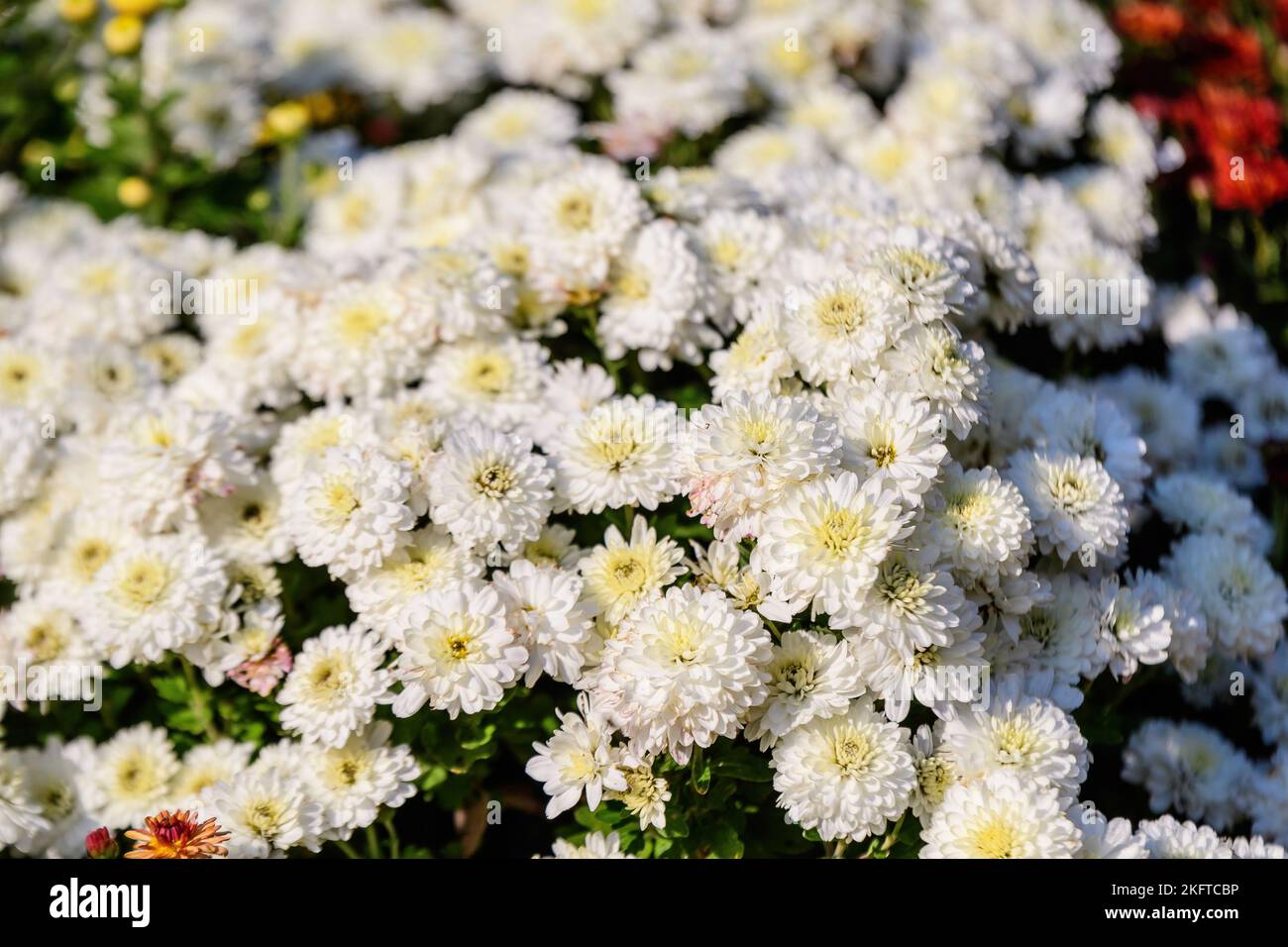 Many delicate white Chrysanthemum x morifolium flowers in a garden in a sunny autumn day, beautiful colorful outdoor background photographed with soft Stock Photo