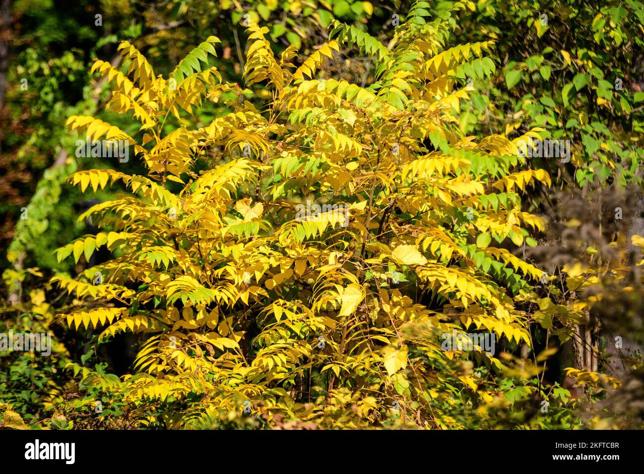 Minimalist monochrome background with many large yellow and green leaves on tree branches  in a garden in a sunny autumn day Stock Photo