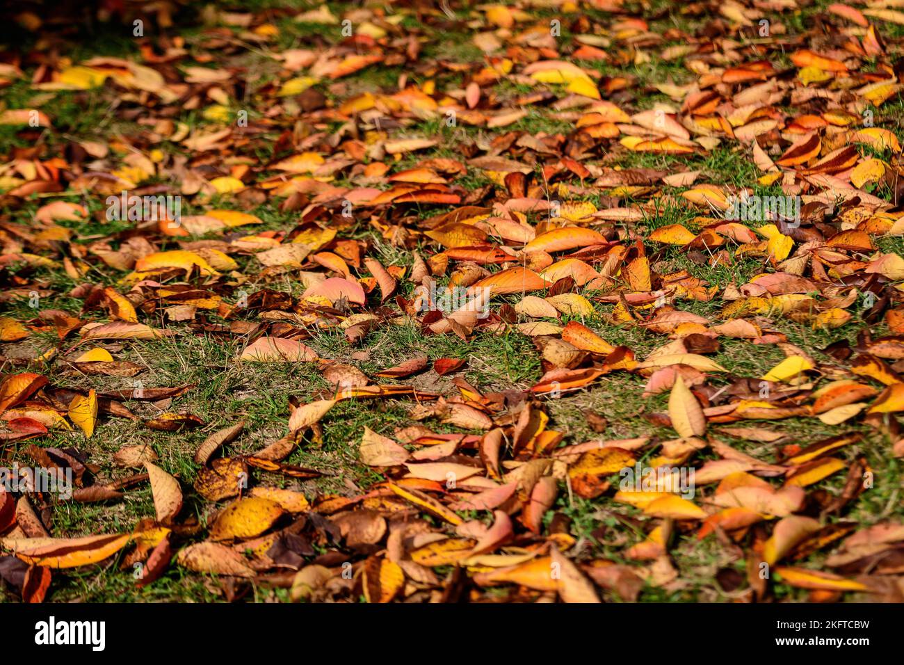 Minimalist monochrome background with many large red and orange leaves and small flowers on green grass in a park in a sunny autumn day Stock Photo