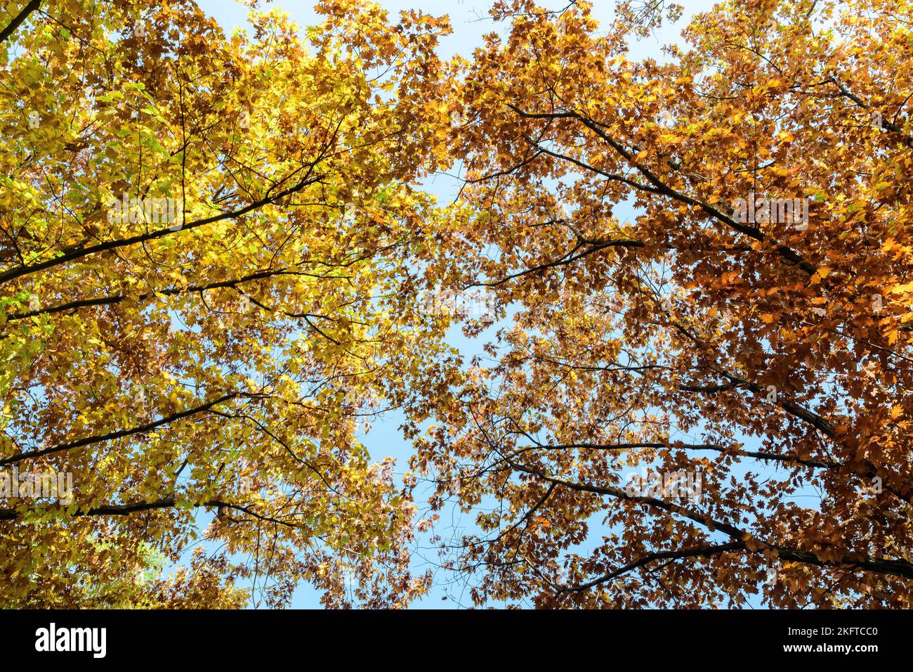 Different trees with green, yellow, orange and brown leaves towards clear blue sky in a garden during a sunny autumn day Stock Photo