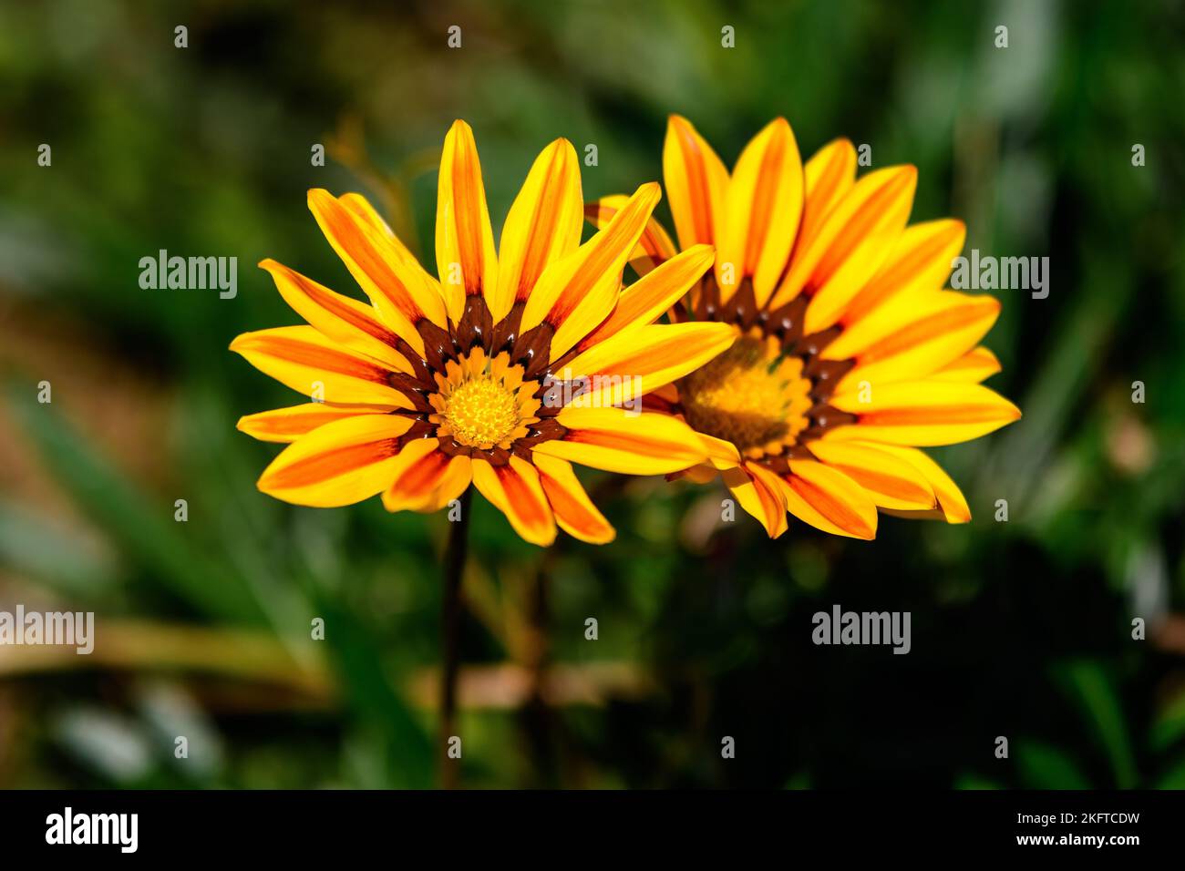 Top view of two vivid yellow and orange gazania flowers and blurred green leaves in soft focus, in a garden in a sunny summer day, beautiful outdoor f Stock Photo