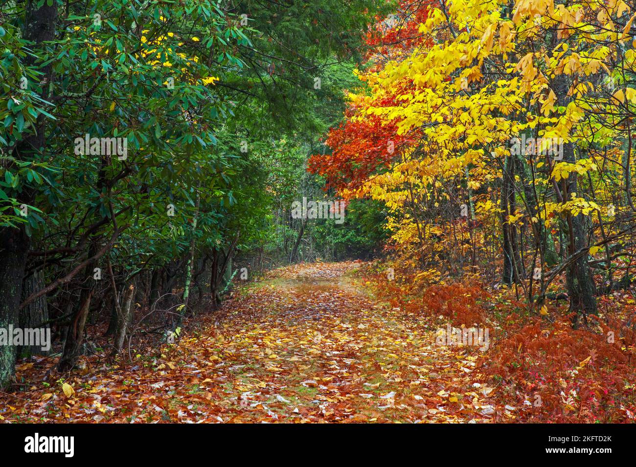 A wooded road in autumn at High Point State Park, New Jersey Stock Photo Alamy