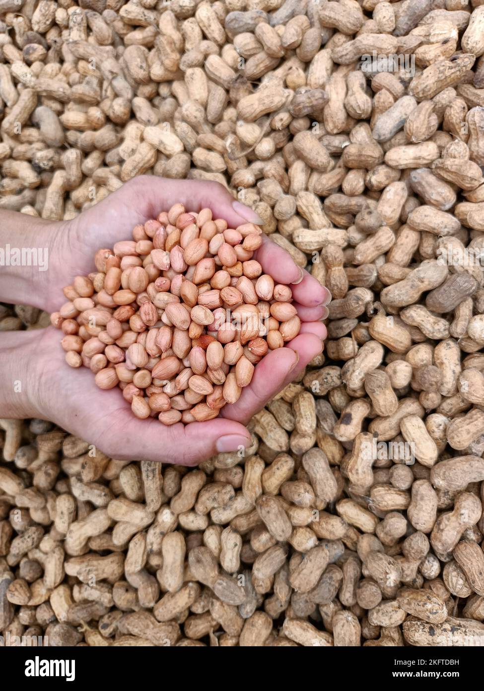 Peanut, groundnut, monkey nut, nut, golden brown colour seeds pods