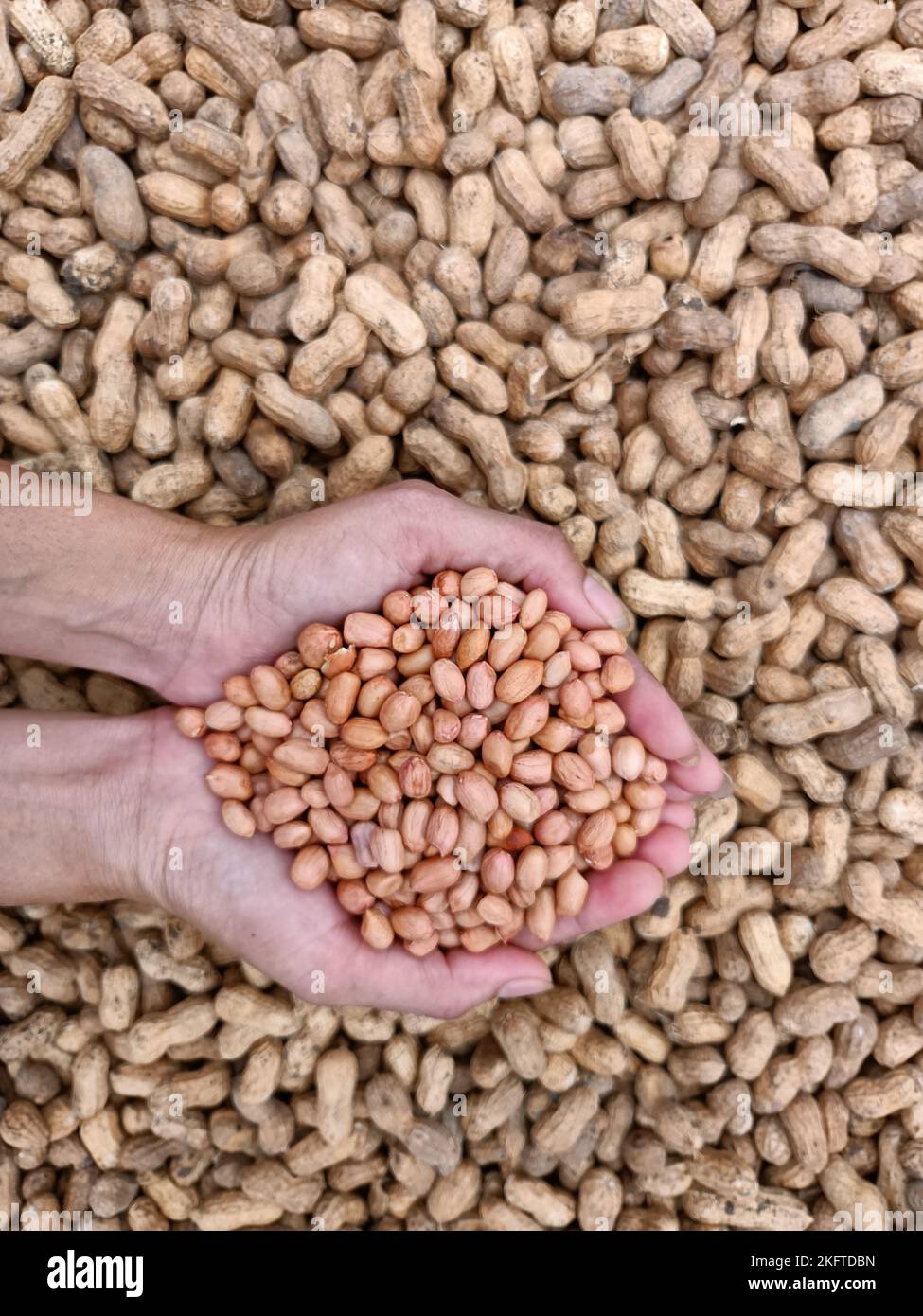 Peanut, groundnut, monkey nut, nut, golden brown colour seeds pods