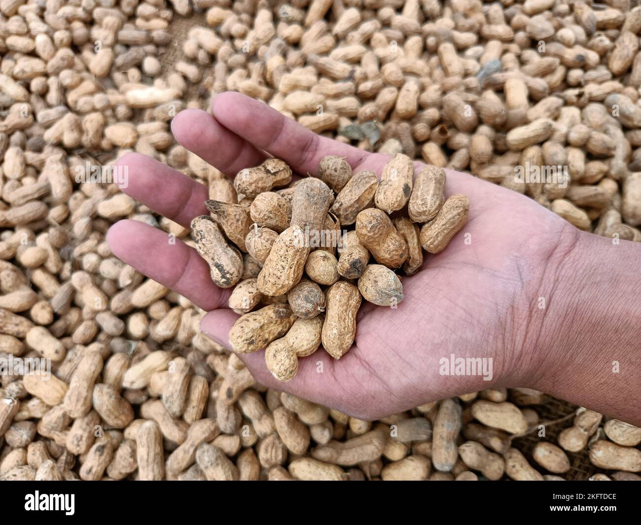 Peanut, groundnut, monkey nut, nut, golden brown colour seeds pods