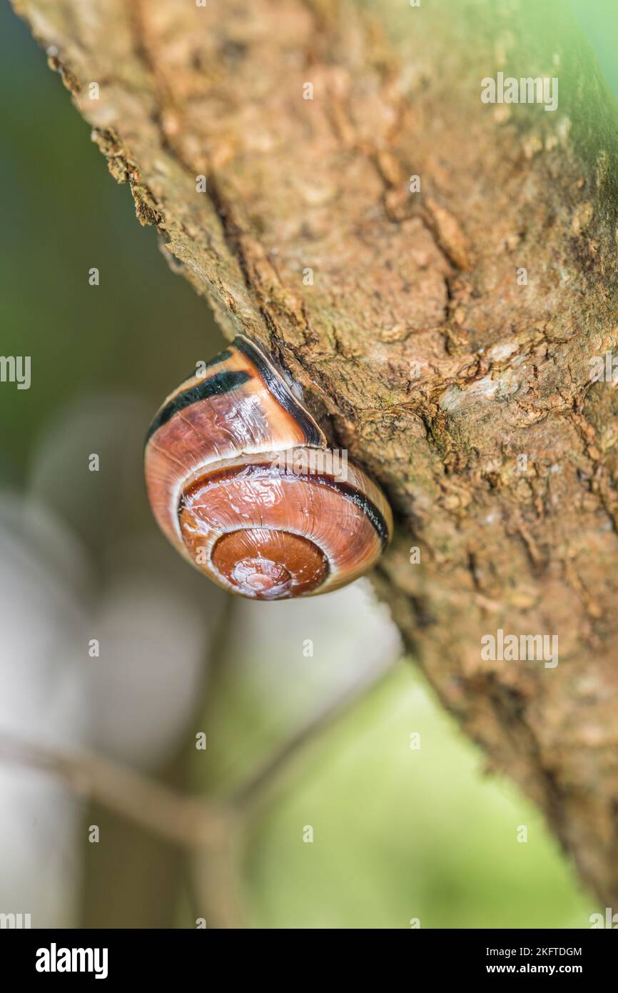 Small snails with snail shell hanging on a branch of a tree, Germany Stock Photo Alamy