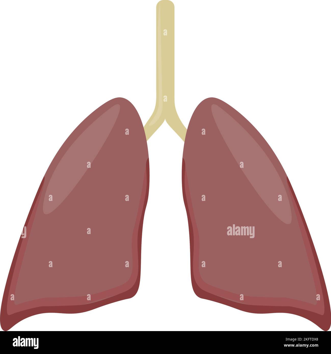 healthy organ medicine lungs Stock Photo