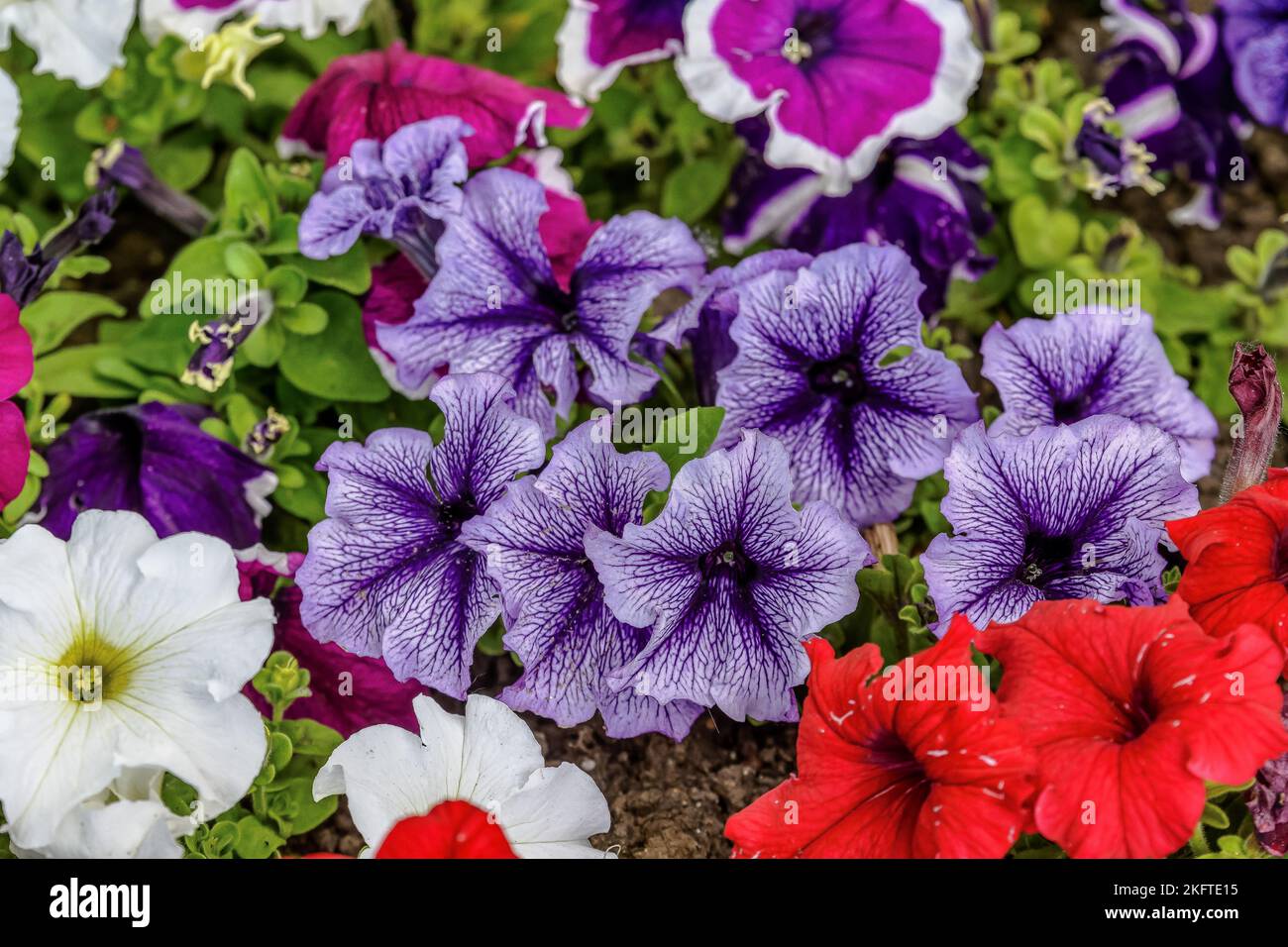 Large group of Petunia axillaris light white and purple flowers in a pot, with blurred background in a garden in a sunny spring day Stock Photo