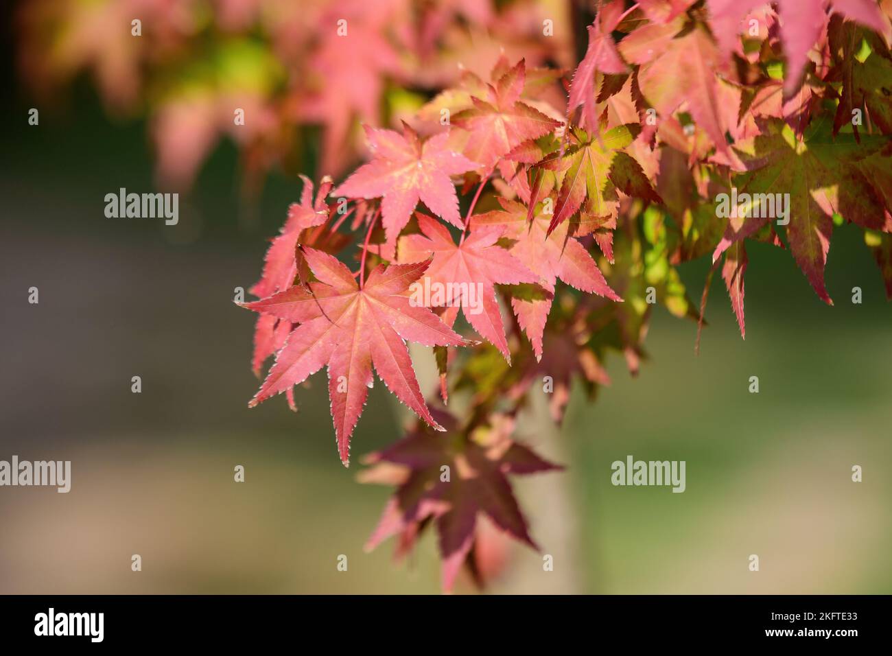 Many orange and red leaves of maple tree colored during the cold autumn days in a botanical garden, beautiful outdoor background photographed with sof Stock Photo
