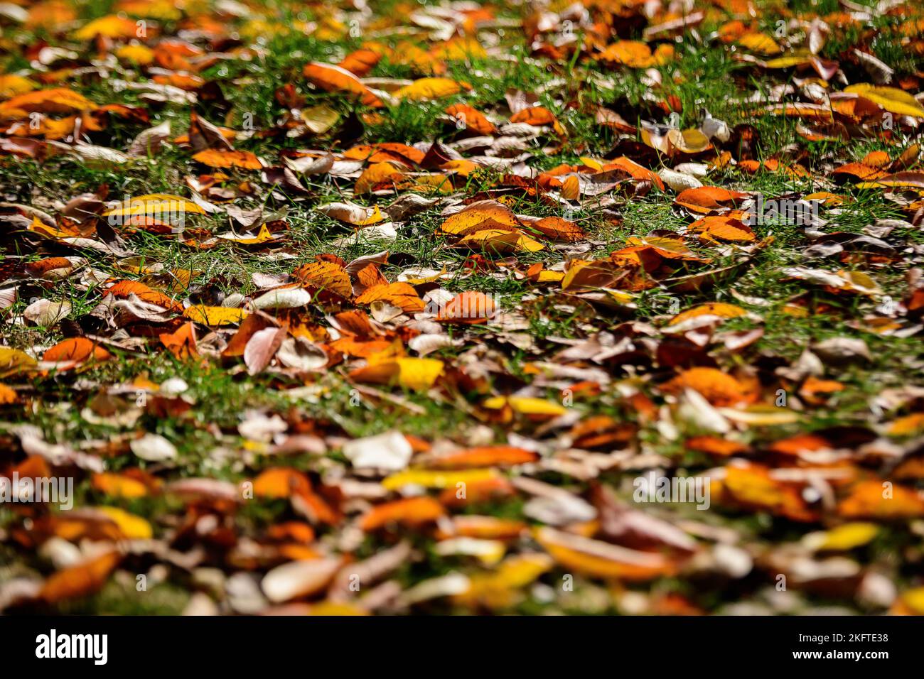 Minimalist monochrome background with many large red and orange leaves and small flowers on green grass in a park in a sunny autumn day Stock Photo