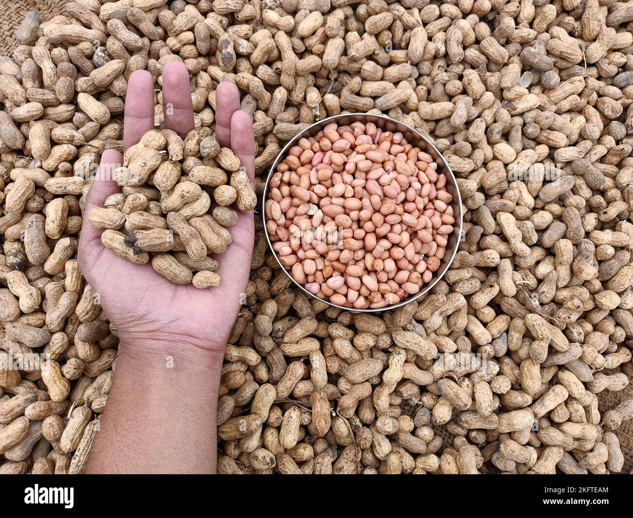 Peanut, groundnut, monkey nut, nut, golden brown colour seeds pods