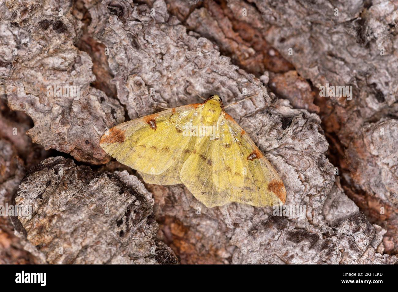 Brimstone moth (Opisthograptis luteolata), Ovronnaz, Valais, Switzerland Stock Photo
