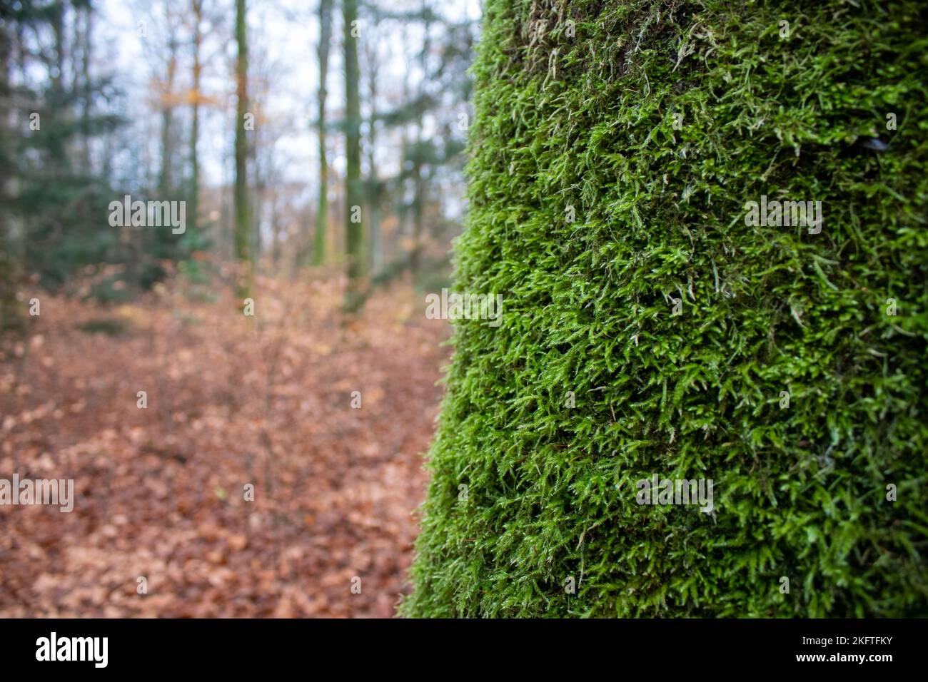 Tree trunk with moss. Close-up photography. Stock Photo