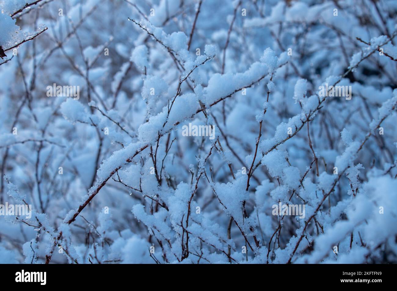 Branches covered in snow. Christmas and winter photography. Stock Photo