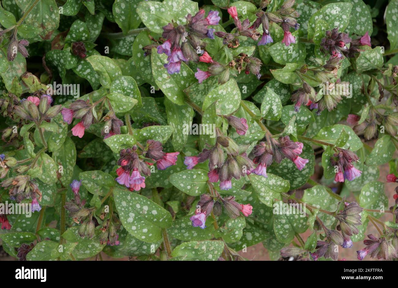 Early spring flowers and spotted leaves of the lungwort or pulmonaria saccharata Stock Photo