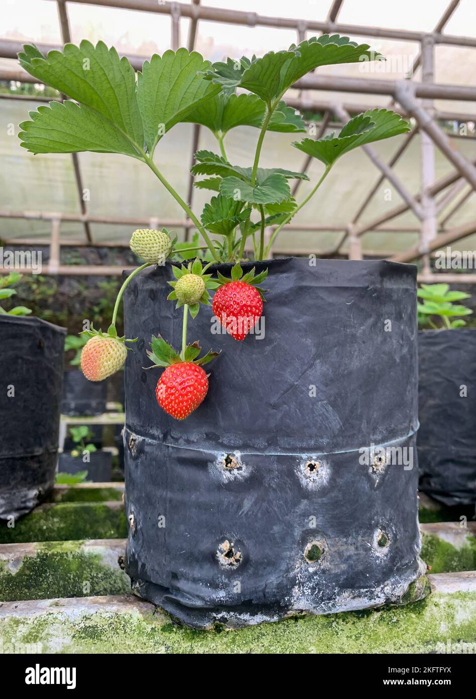 Greenhouse for strawberries hi-res stock photography and images - Alamy