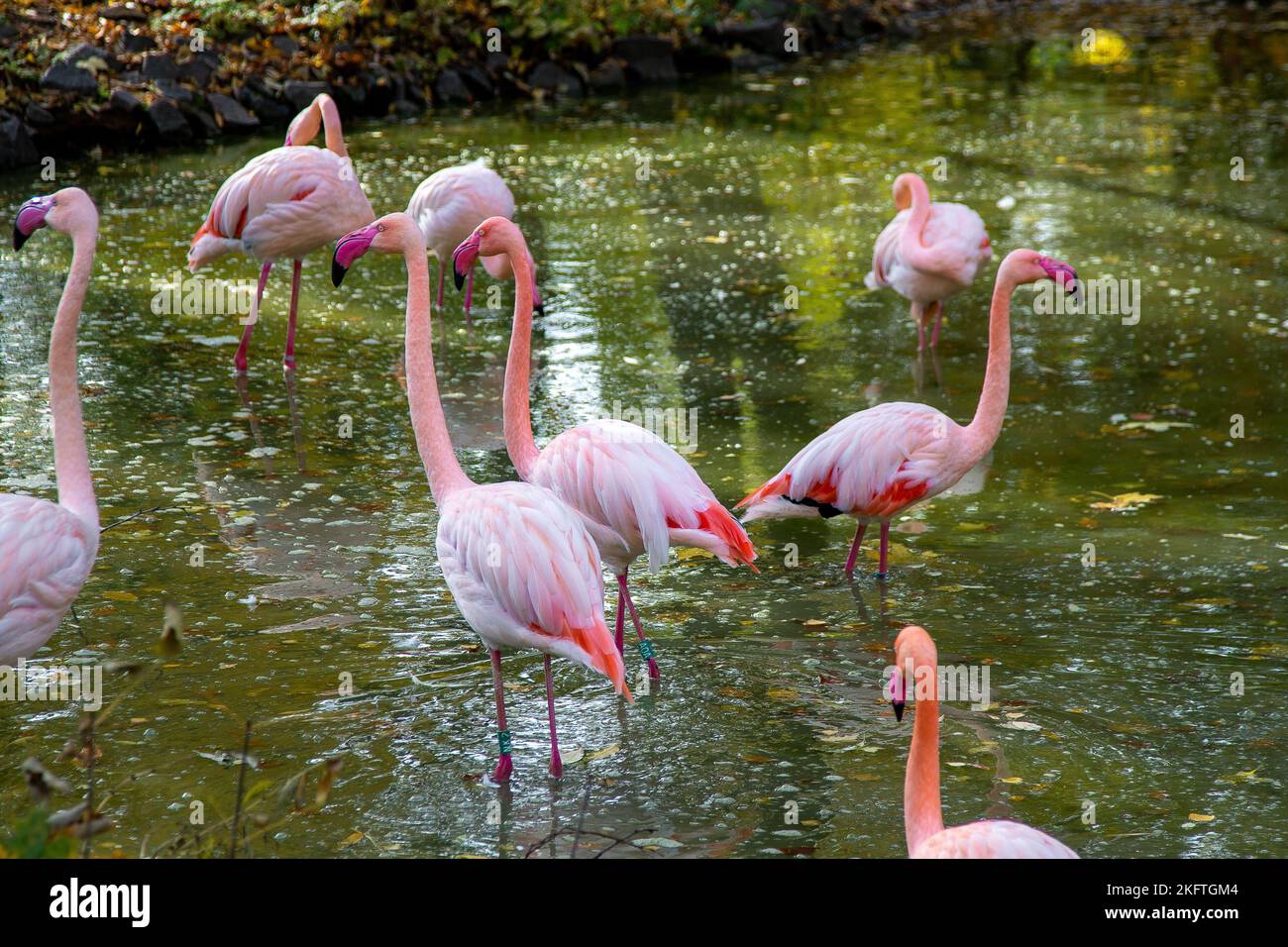 Pink flamingo bird animal. Greater flamingos Phoenicopterus roseus , landing, group. Flock of birds. The nature outdoors. Wildlife animal scene. Grazing in green undergrowth. Stand in shallow water Stock Photo