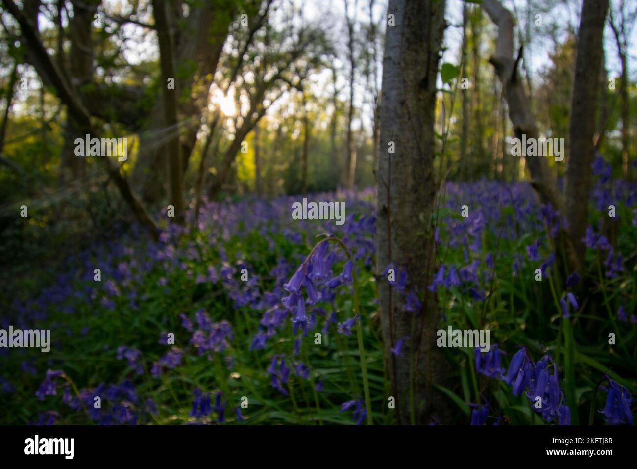 Bluebells carpeting the woods Stock Photo