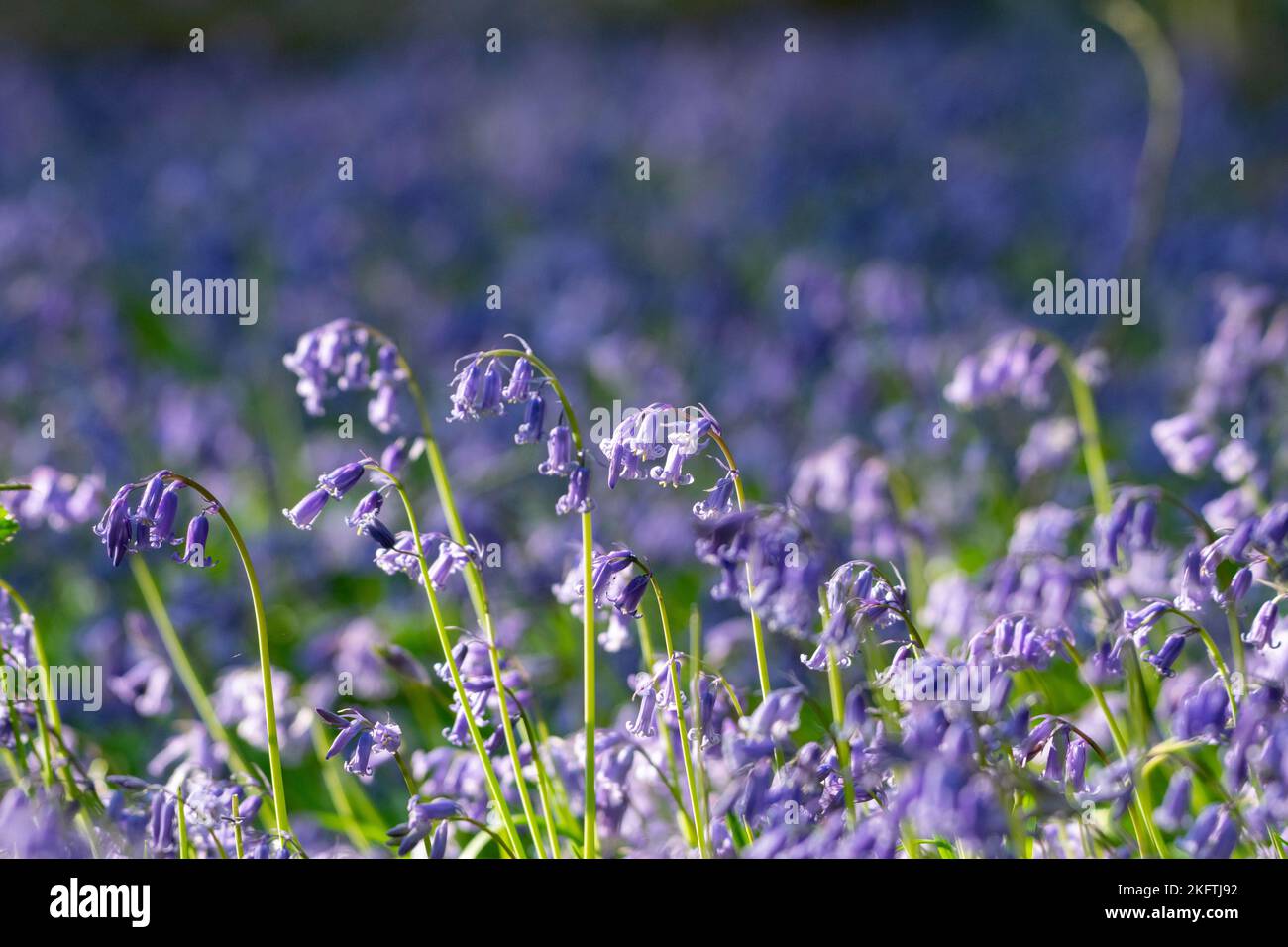 Bluebells carpeting the woods Stock Photo