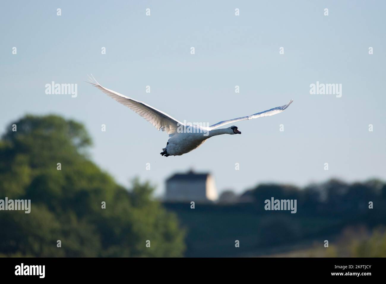 Swan flying in midflight Stock Photo