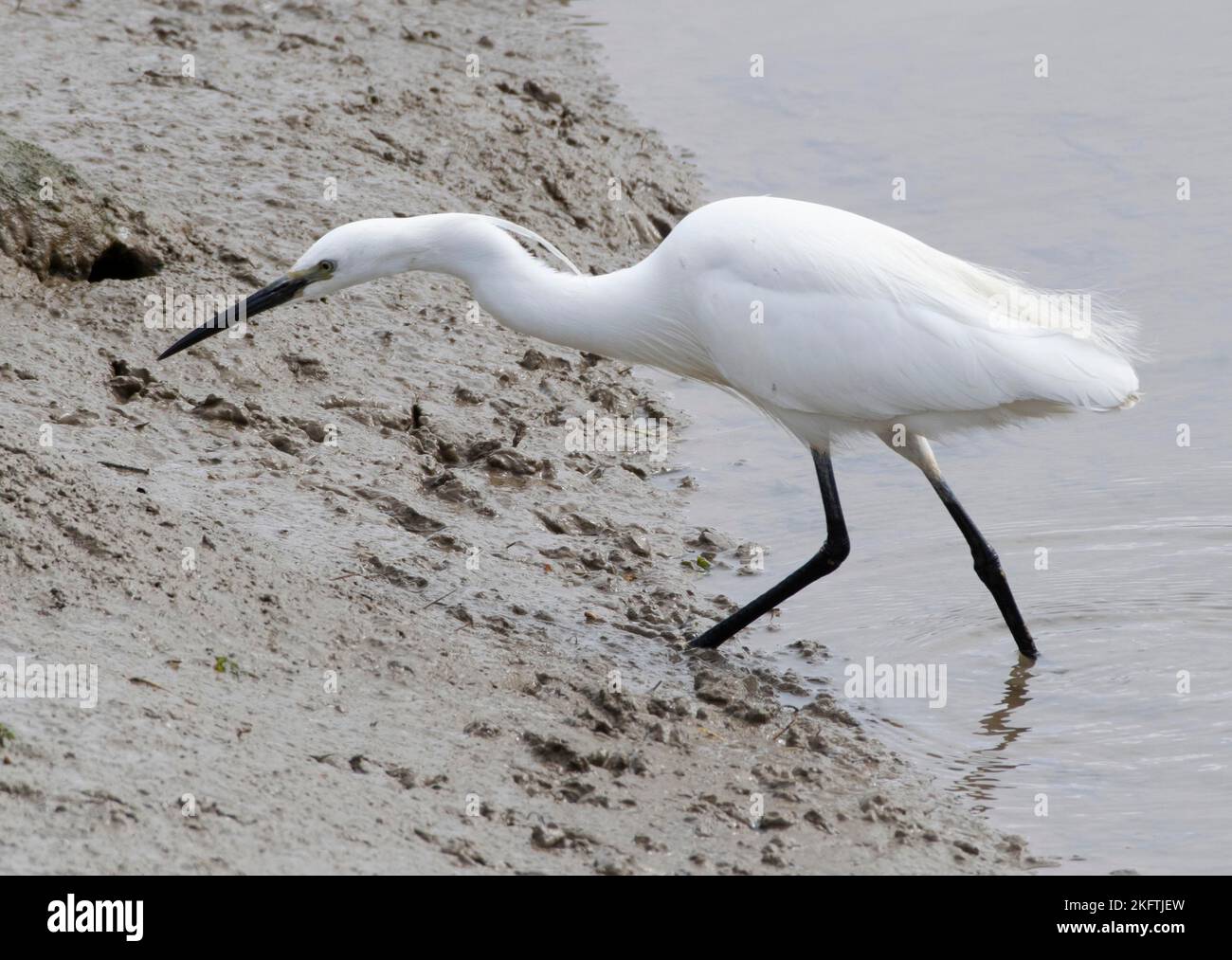 White Egret, Heron, Wading Stock Photo